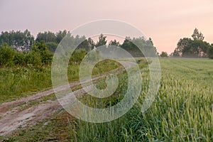 View of a winding dirt road at the edge of a field on a summer morning.