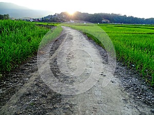 View of a winding dirt road surrounded by lush green fields illuminated by the first light of day