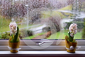 The view from the window on the garden during the rain. Hyacinths on the windowsill.