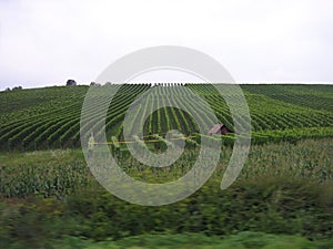 View from the window of a passing car on symmetrical rows of vine bushes in perspective on a plantation. Farm business