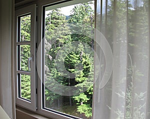 View through window to evergreen trees