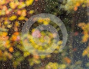 View from the window to the garden in the autumn on a rainy day. Raindrops on the window glass.