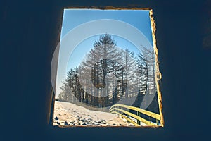 View of window to pine forest in sunny winter.