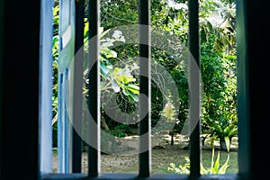 View from the window of the tropical jungle