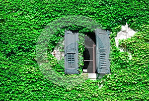 View of a window with wall covered with ivy