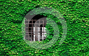View of a window with wall covered with ivy