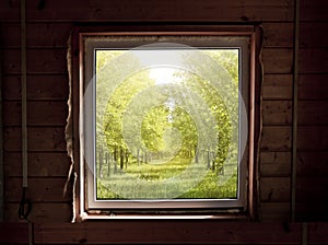 View from the window of a wooden country house on a summer elm alley. Summer sunny day outside the window. Calmness and relaxation