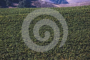 View of a wine vineyard oak tree landscape near Santa Barbara, Row of Grape Vines, Santa Barbara County, California, summer sunny