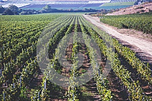 View of a wine vineyard oak tree landscape near Santa Barbara, Row of Grape Vines, Santa Barbara County, California, summer sunny