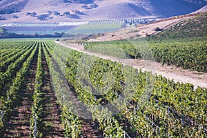 View of a wine vineyard oak tree landscape near Santa Barbara, Row of Grape Vines, Santa Barbara County, California, summer sunny