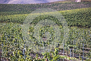 View of a wine vineyard oak tree landscape near Santa Barbara, Row of Grape Vines, Santa Barbara County, California, summer sunny