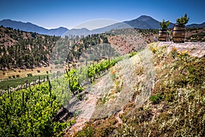 View from the winery in Casablanca, Chile. photo