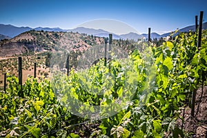 View of the winery in Chile, Casablanca valley photo