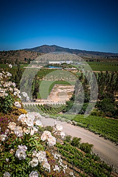 View from the winery with the roses, Casablanca, Chile photo