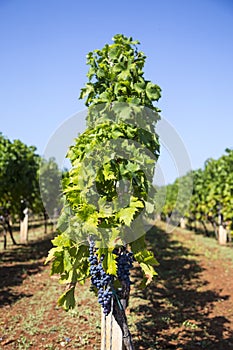 View at wineyard