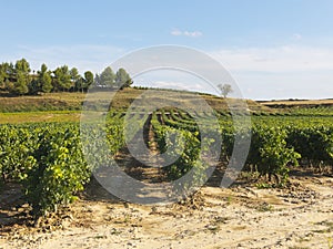 View of a wineyard in la rioja, Spain