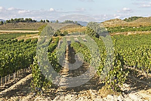 View of a wineyard in la rioja, Spain