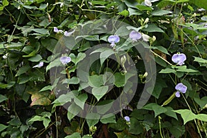 A view of a winged bean vine that has pale purple flowers