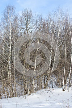 View of winter forest in sunny day