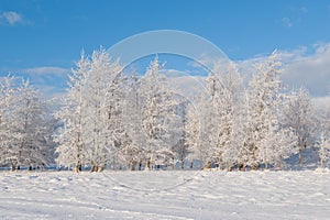 View on the winter trees