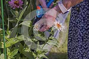View of woman hands with garden scissors cleaning asters flowers.