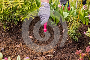 View of a woman`s hand hoeing weeds in the garden on a hot summer day, weeding grass, garden and cleaning work in the