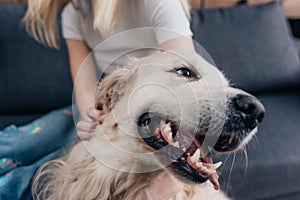 View of woman stroking golden retriever dog