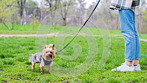 View of a woman walking with Yorkshire terrier on a leash