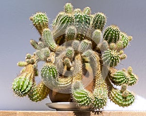 View of a wonderful old cactus. He`s in a flowerpot in the apartment