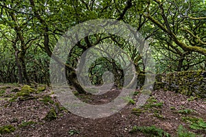 A view from the wood on the sides of Bamford Edge, UK