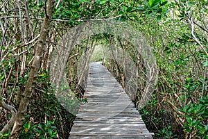 View of wooden bridge in flooded rainforest jungle of mangrove trees. Old wood floor with bridge or walk way through in tropical