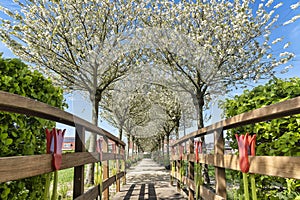 View from a wooden bridge over the flowering fruit trees, with their white blossoms