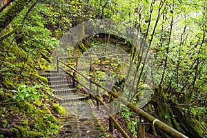 View of wooden bridgealong cedar trees in Yakushima island forest, Kagoshima Prefecture, Japan