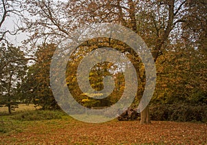 View of a woodland walk with a gate in the distance.