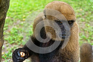 View of a Woolly Monkey