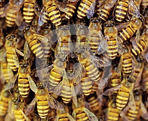 View of the working bees on honeycells.