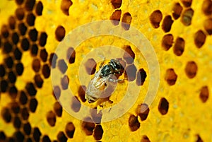 view of the working bees on honeycells.