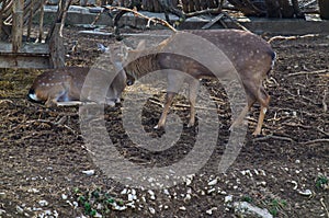 View of a yard with a pair of Dama dama animals meeting outdoors, but the hind repels the roebuck