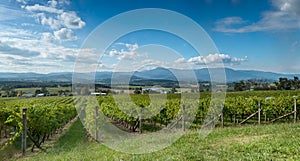 View of the Yarra Valley, near Melbourne photo