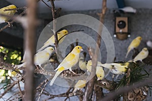 View of yellow canary birds in a cage in a park