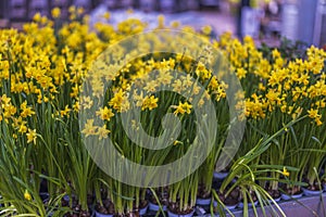 View of yellow daffodils in garden pots isolated on background.