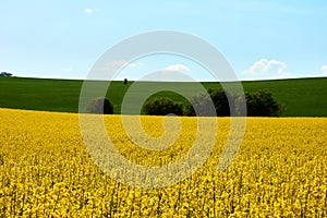 View of a yellow field of rapeseed with green grass and trees un