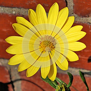 A view of a Yellow Flower in the Pastor Noster Church in Jerusalem