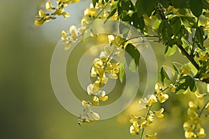 view on a yellow laburnum in the nature