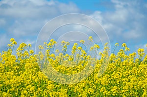 Yellow rapeseed field against blue sky with clouds background. Blooming canola flowers. Brassica Rapa photo