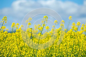 view of a yellow rapeseed field against blue sky with clouds background. Blooming canola flowers. Brassica Rapa photo