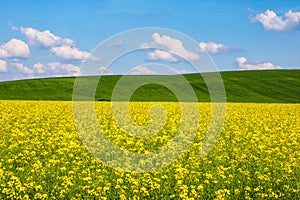 View of a yellow rapeseed field, green hills and blue sky with white clouds