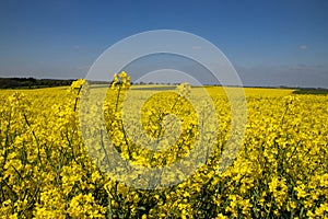 View of a yellow rapeseed field near Dresden, the focus is on the rapeseed flowers in the foreground,Germany
