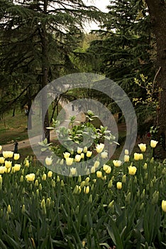 View of yellow tulips under trees in a big garden in Istanbul Tulip Festival