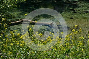 View of yellow wild flowers on the river Nera in Stifone